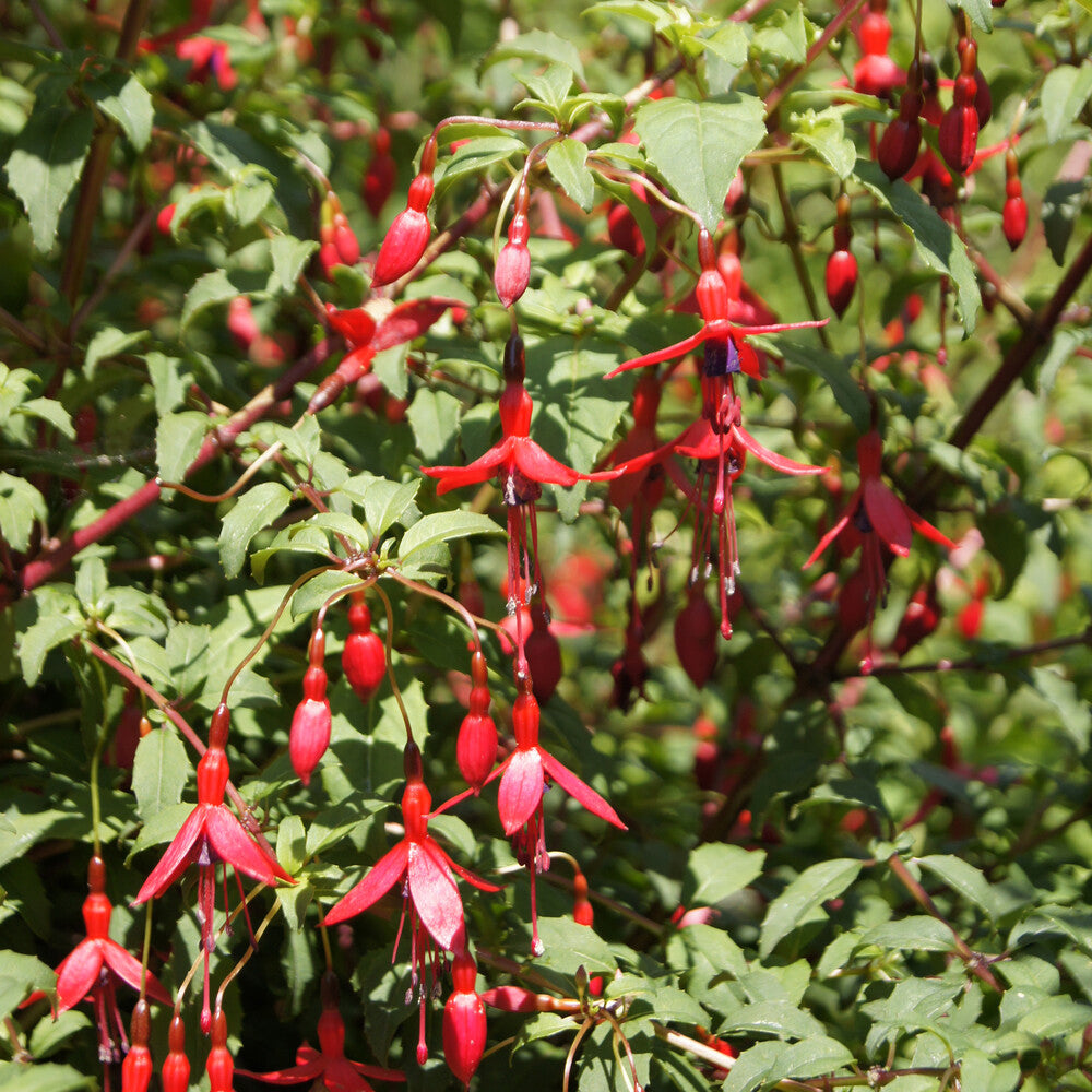 Vente Fuchsia de Magellan Riccartonii
