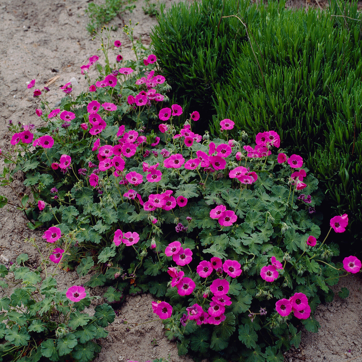 Géranium vivace Ann Folkard - Geranium Ann Folkard - Willemse