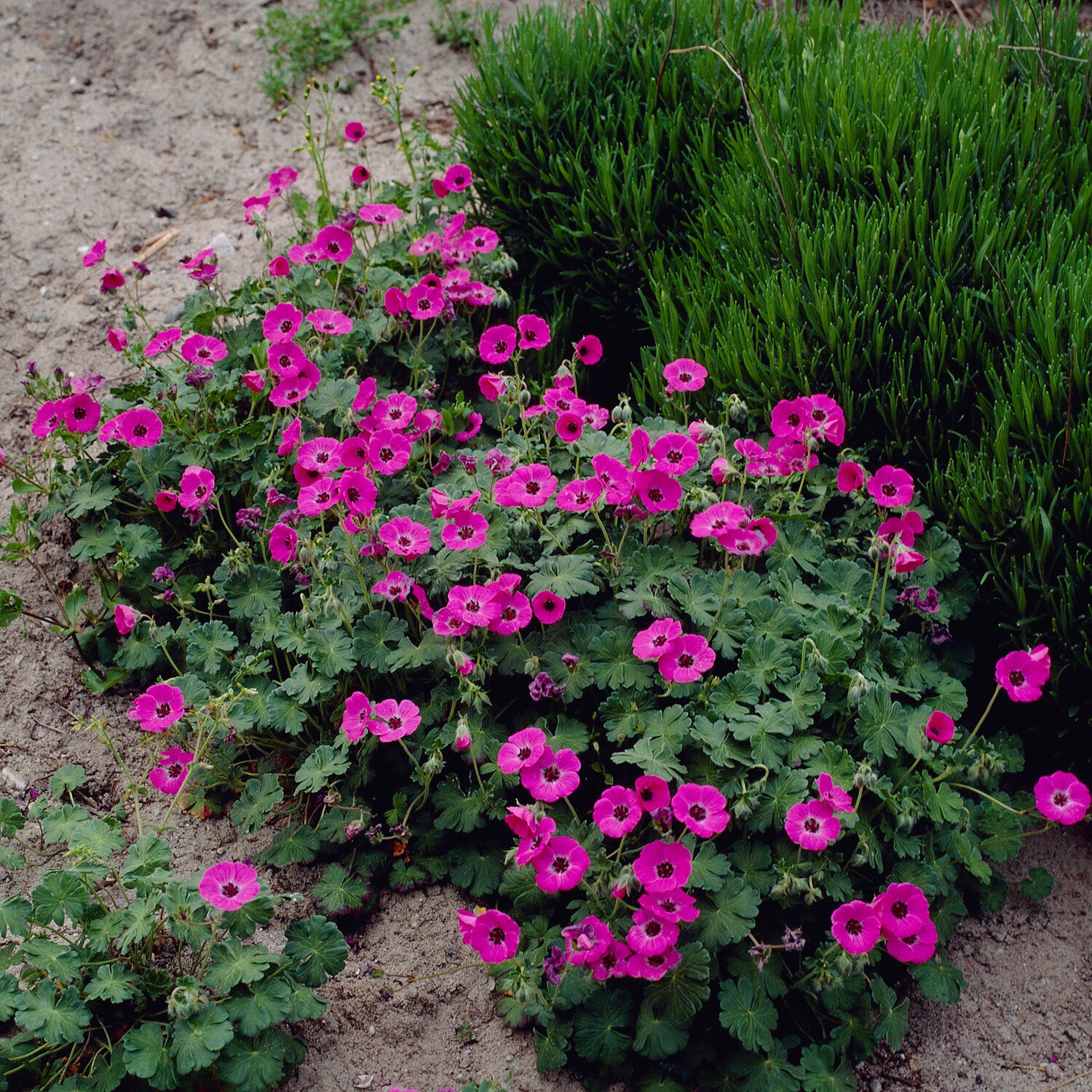 Géranium vivace Ann Folkard - Geranium Ann Folkard - Willemse