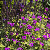 Géranium vivace Anne Thomson - Willemse