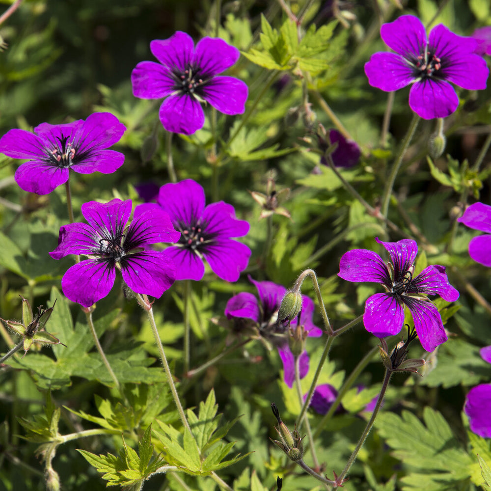Géranium vivace Anne Thomson - Geranium Anne Thomson - Willemse