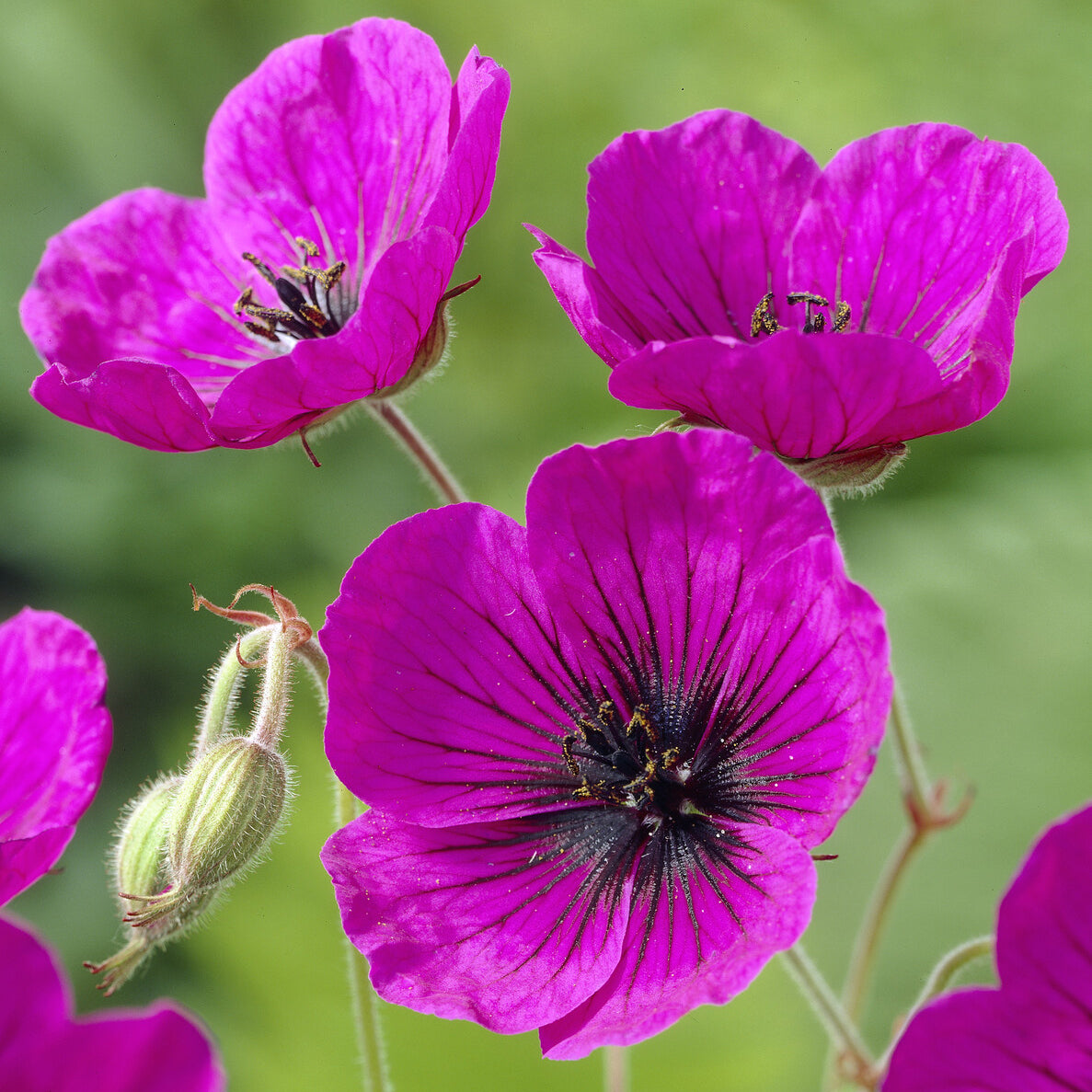 Géraniums vivaces - Géranium vivace Anne Thomson - Geranium Anne Thomson