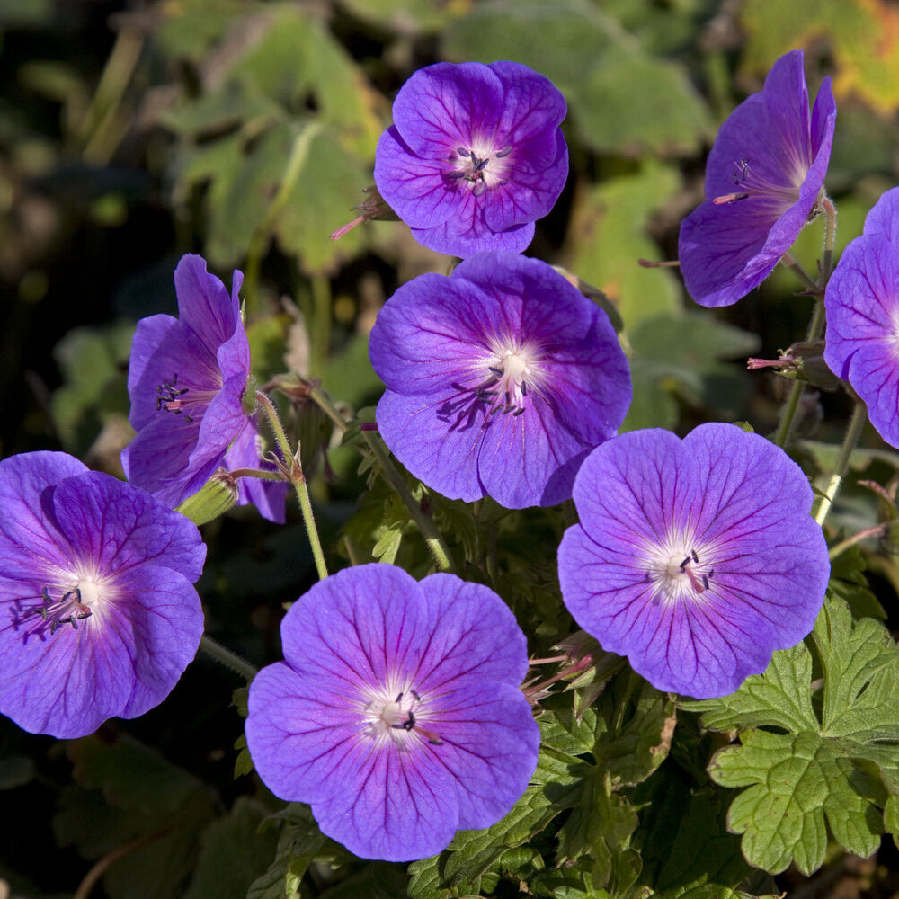 Géranium vivace de l'Himalaya Gravetye - Willemse