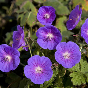 Géranium vivace de l'Himalaya Gravetye - Willemse