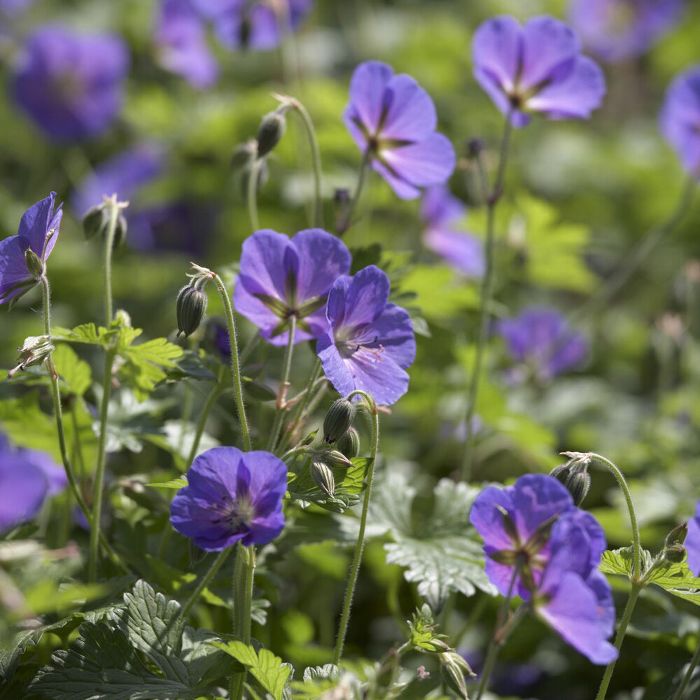 Geranium himalayense Gravetye - Géranium vivace de l'Himalaya Gravetye - Géraniums vivaces