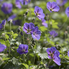 Geranium himalayense Gravetye - Géranium vivace de l'Himalaya Gravetye - Géraniums vivaces
