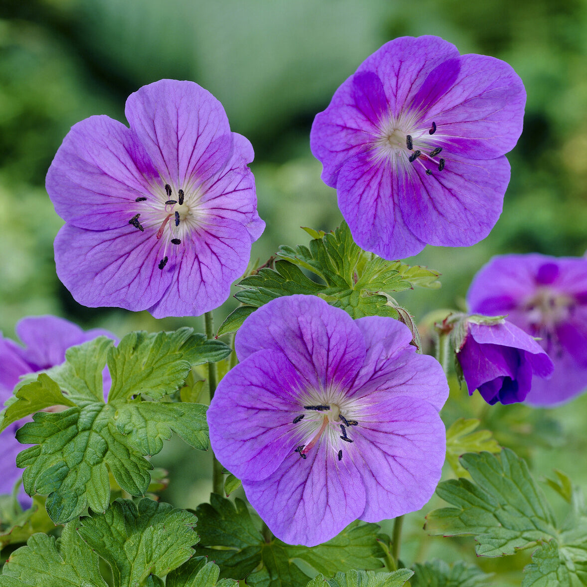 Géraniums vivaces - Géranium vivace de l'Himalaya Gravetye - Geranium himalayense Gravetye