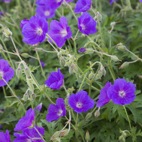 Géranium vivace Orion - Willemse