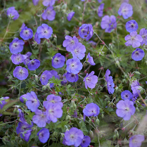 Géranium vivace Orion - Geranium orion - Willemse