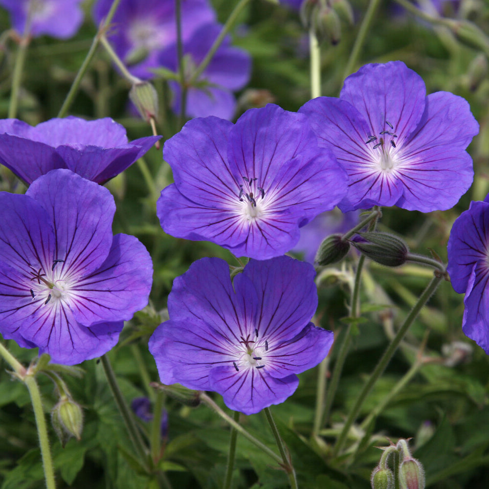 Geranium orion - Géranium vivace Orion - Géraniums vivaces