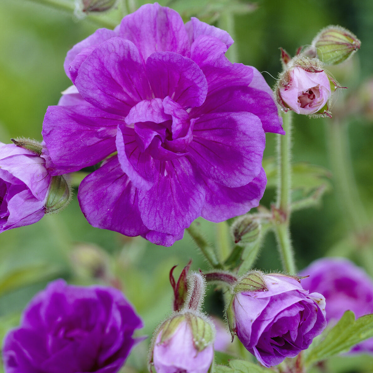 Géranium vivace de l'Himalaya - Willemse