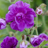 Géranium vivace de l'Himalaya - Willemse