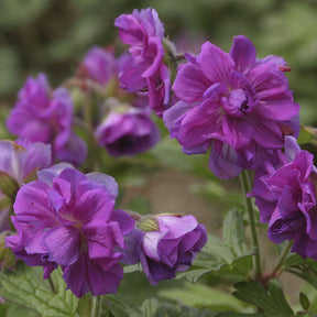 Geranium himalayense Plenum - Géranium vivace de l'Himalaya - Géraniums vivaces