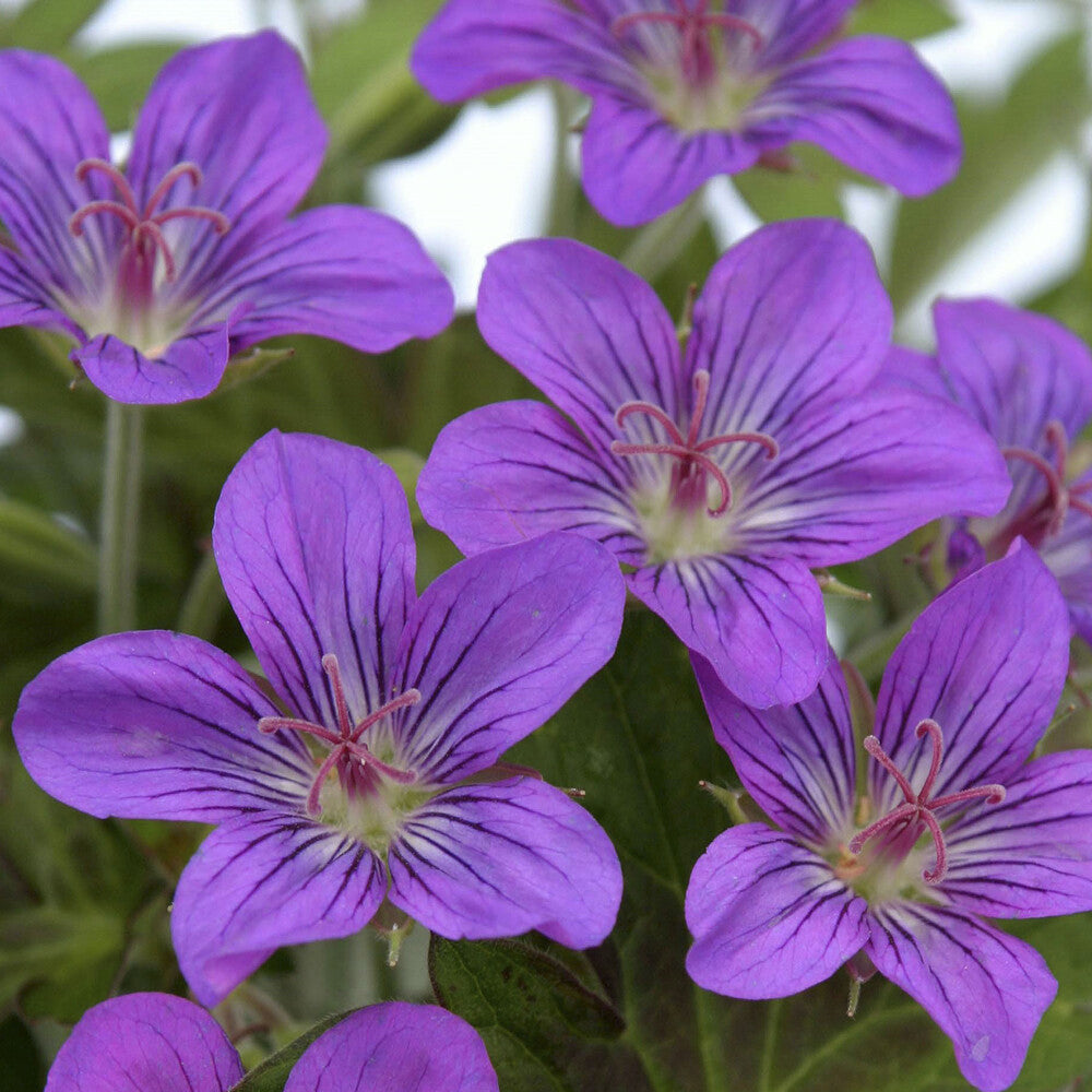 Geranium Tiny Monster - Géranium vivace Tiny Monster - Géraniums vivaces