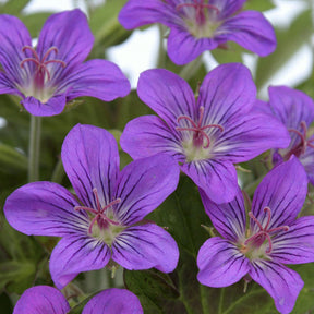 Geranium Tiny Monster - Géranium vivace Tiny Monster - Géraniums vivaces