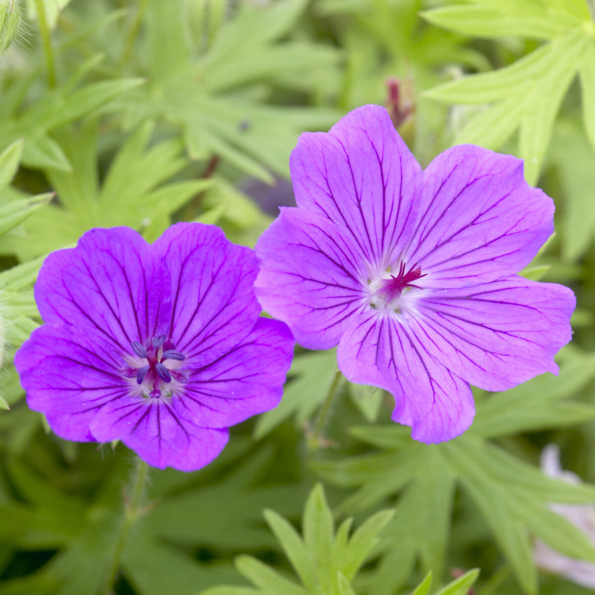 Géranium vivace Tiny Monster - Geranium Tiny Monster - Willemse