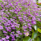 Géranium vivace Czakor - Willemse