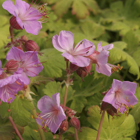 Géranium vivace Ingwersen's Variety - Willemse