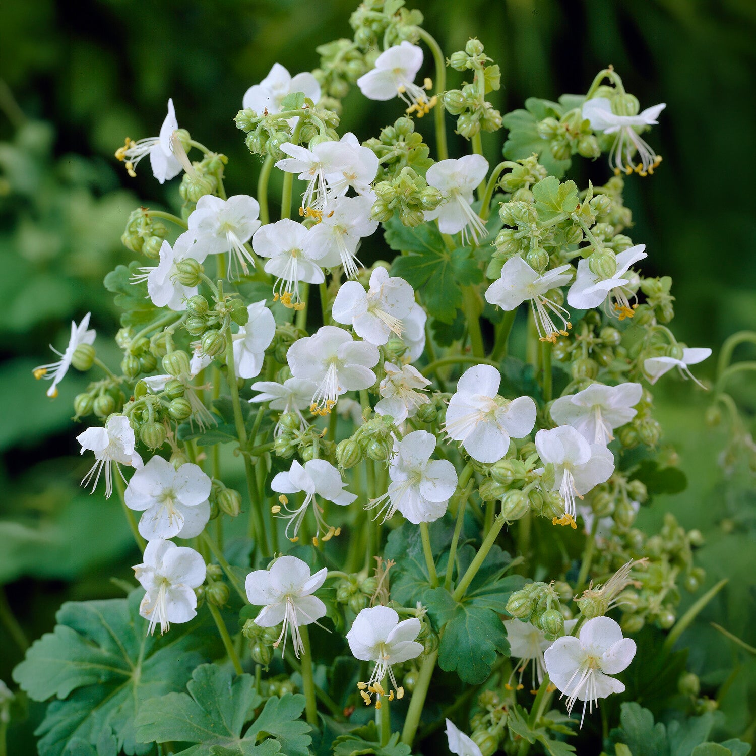 Geranium vivace White Ness