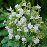 Geranium vivace White Ness