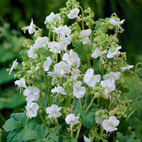 Geranium vivace White Ness