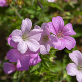 Géranium vivace Rose Clair - Willemse