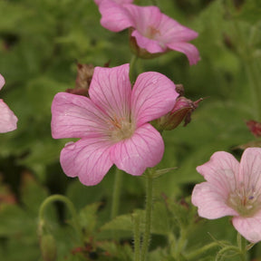 Géraniums vivaces - Géranium vivace Rose Clair - Geranium oxonianum Rose Clair