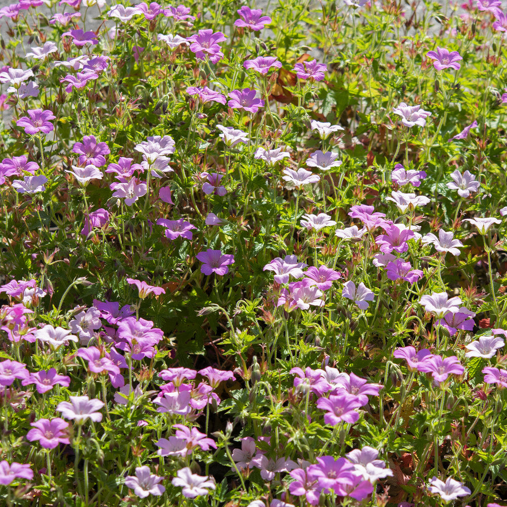 Geranium oxonianum Rose Clair - Géranium vivace Rose Clair - Géraniums vivaces