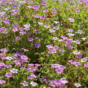 Geranium oxonianum Rose Clair - Géranium vivace Rose Clair - Géraniums vivaces