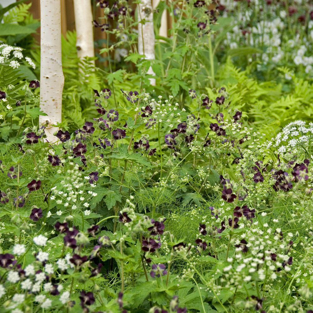 Geranium phaeum - Géranium vivace livide - Géraniums vivaces