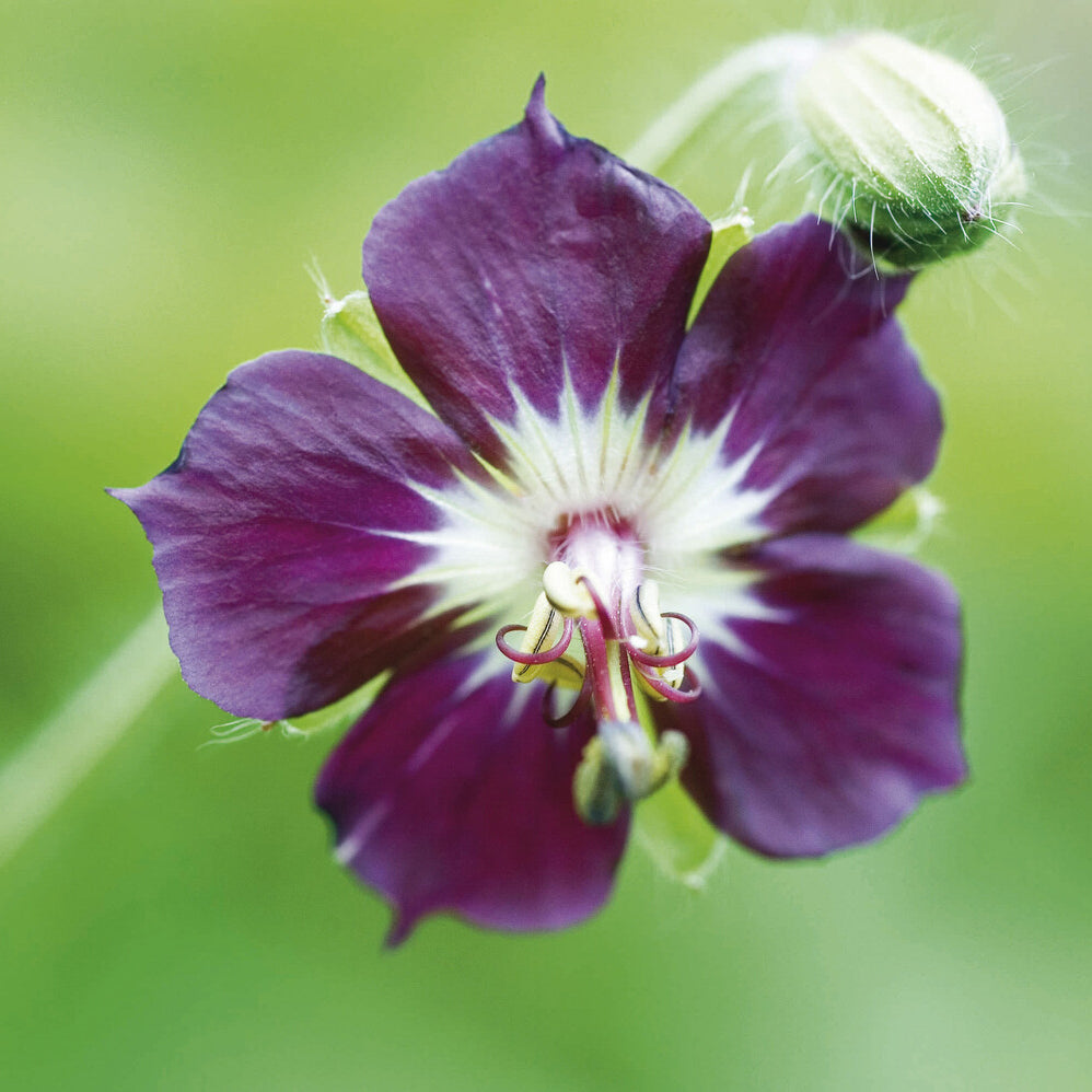 Géraniums vivaces - Géranium vivace livide - Geranium phaeum
