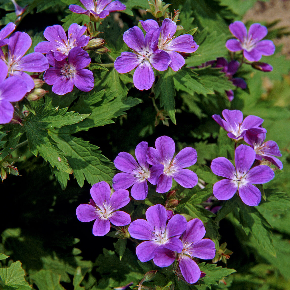 Géranium vivace des bois Mayflower - Willemse