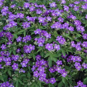 Géranium vivace des bois Mayflower - Geranium sylvaticum Mayflower - Willemse