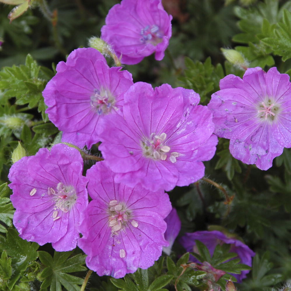 Geranium sanguineum Max Frei - Géranium vivace sanguin Max Frei - Géraniums vivaces