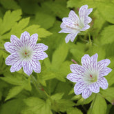 Géranium vivace versicolor - Willemse