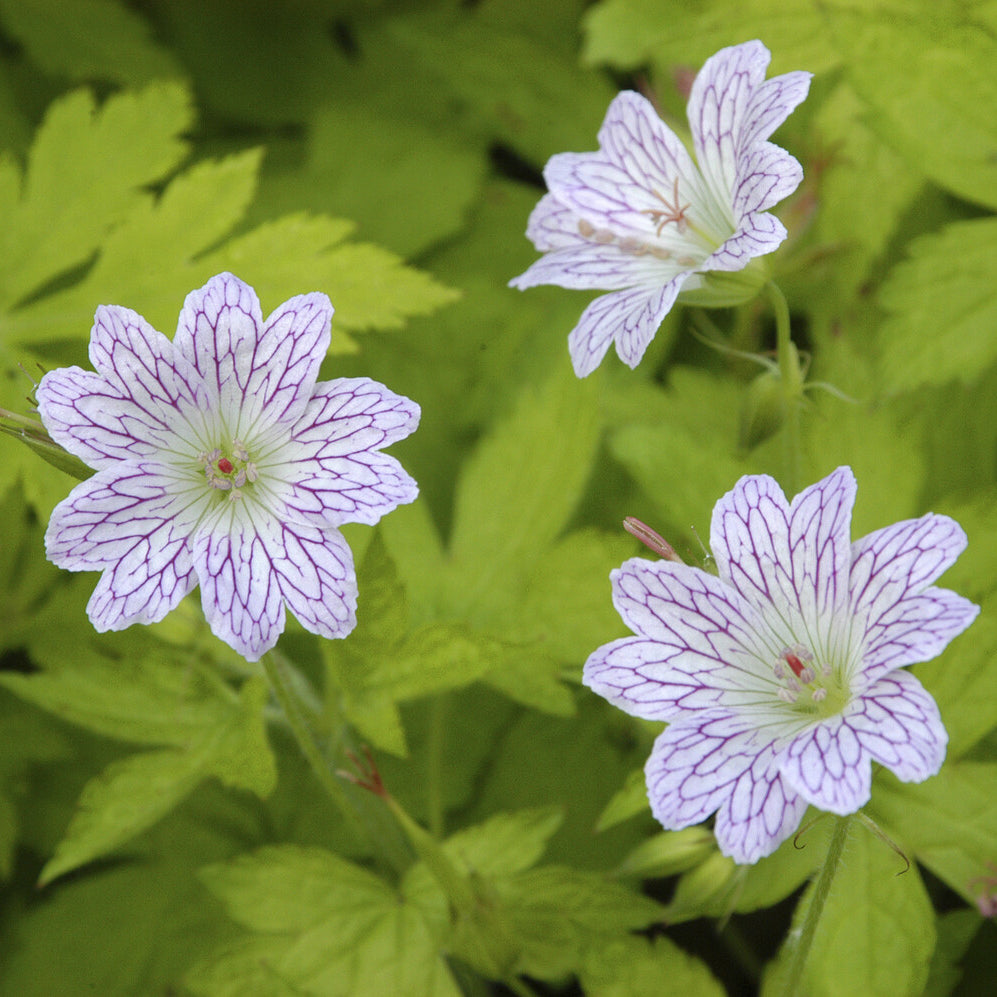 Géranium vivace versicolor - Willemse