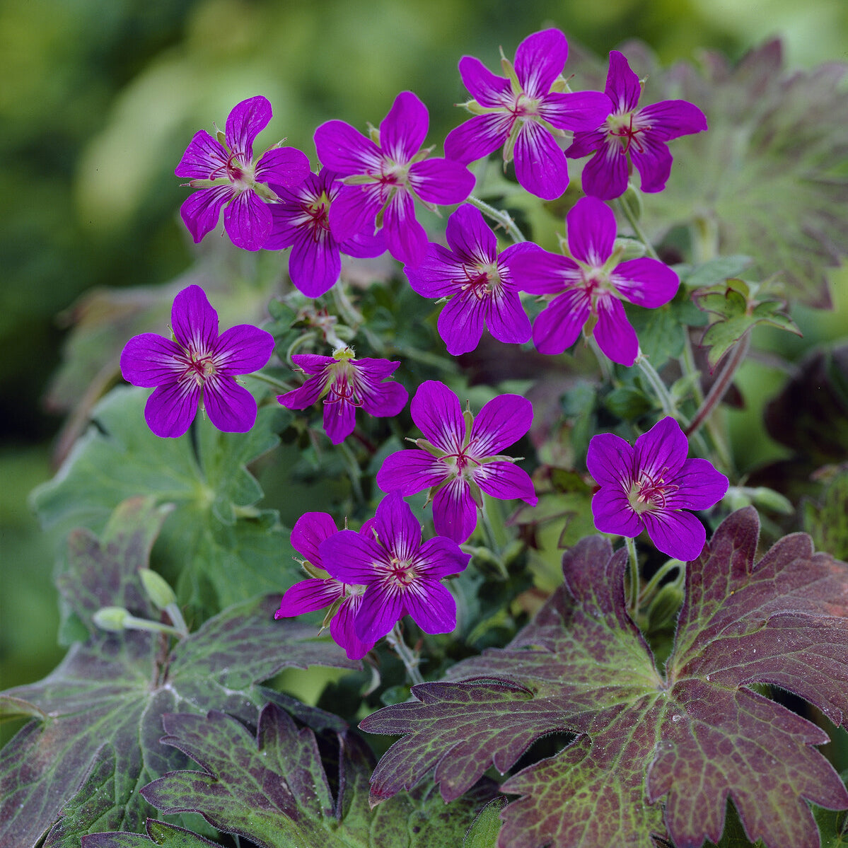 Géranium vivace de Sibérie - Willemse