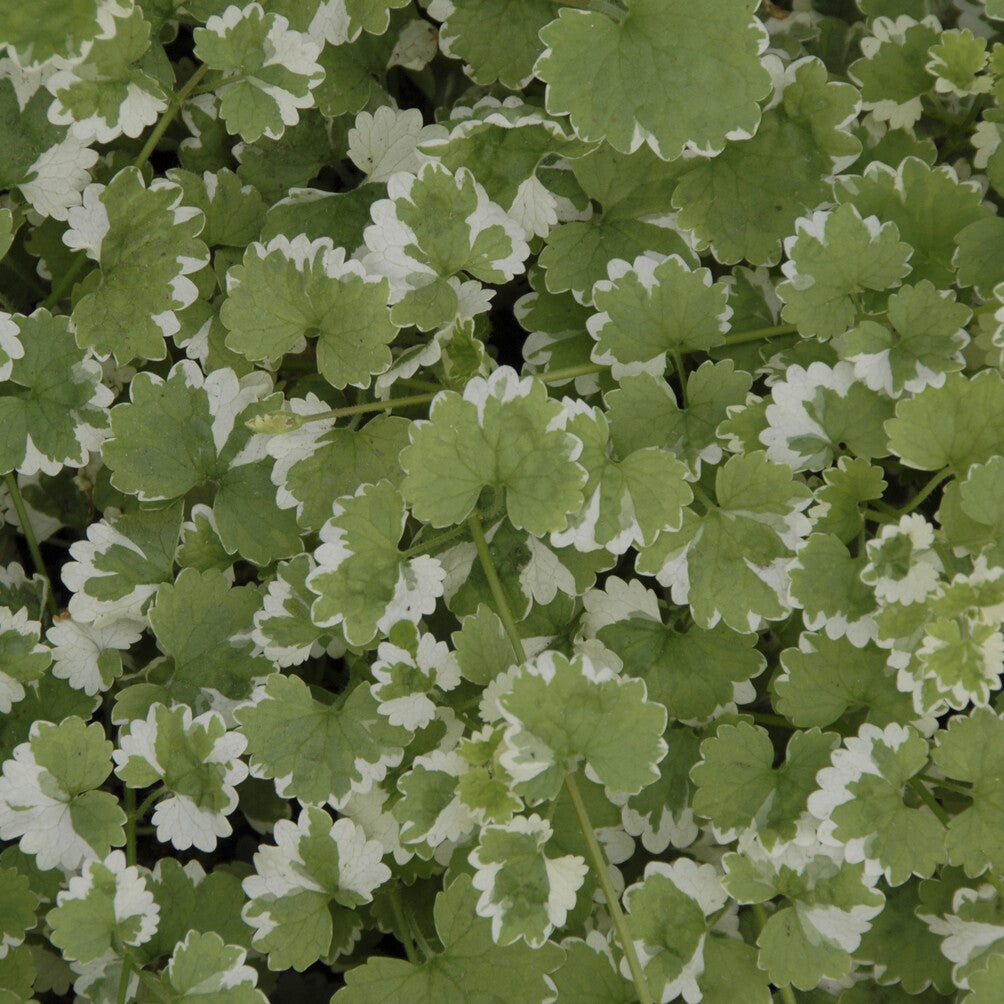 Glechoma hederacea Variegata - Lierre terrestre panaché - Lierres