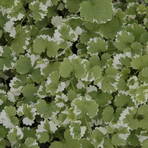 Glechoma hederacea Variegata - Lierre terrestre panaché - Lierres