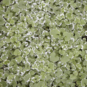Lierres - Lierre terrestre panaché - Glechoma hederacea Variegata