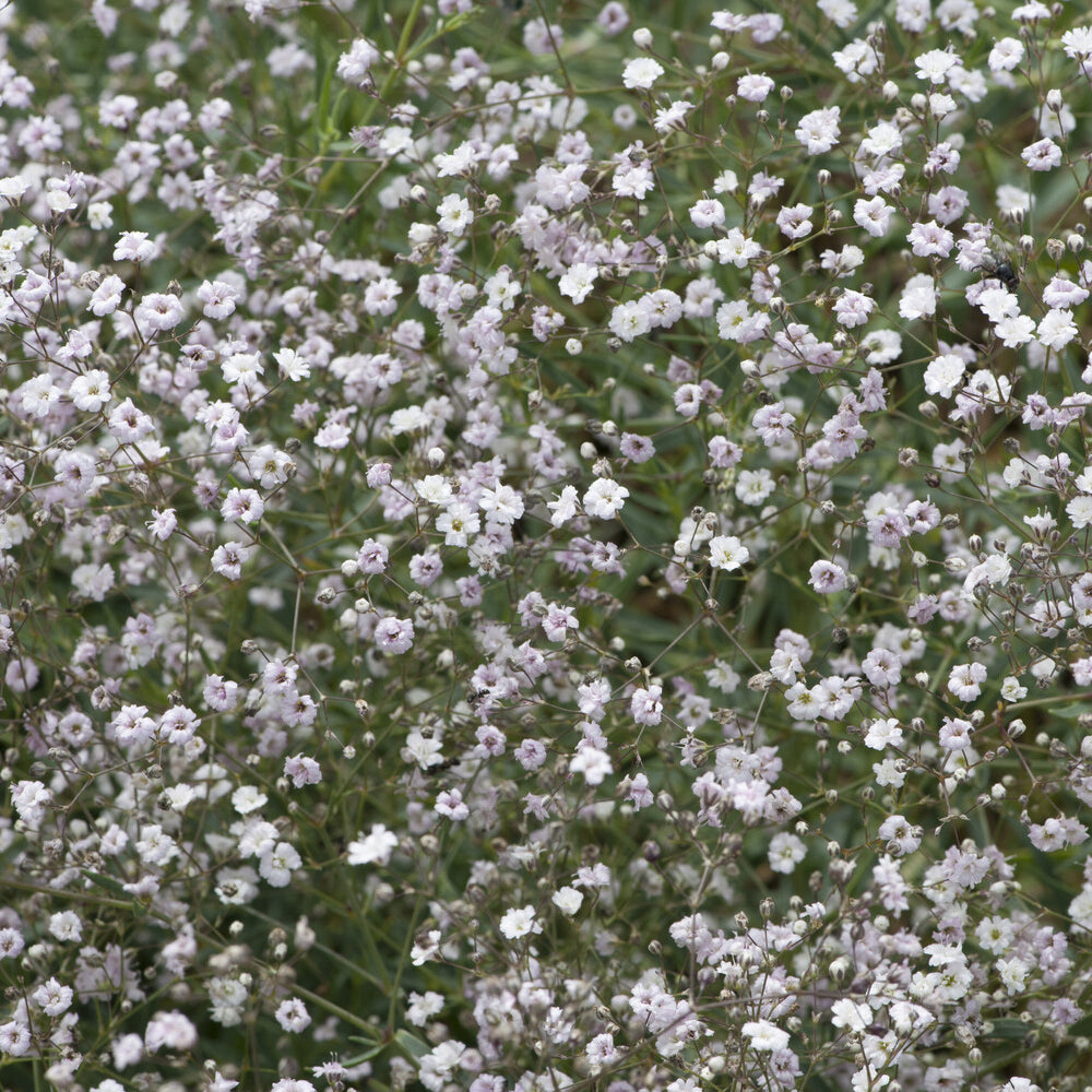 Gypsophila paniculata Rosenschleier - Gypsophile Rosenschleier - Gypsophile