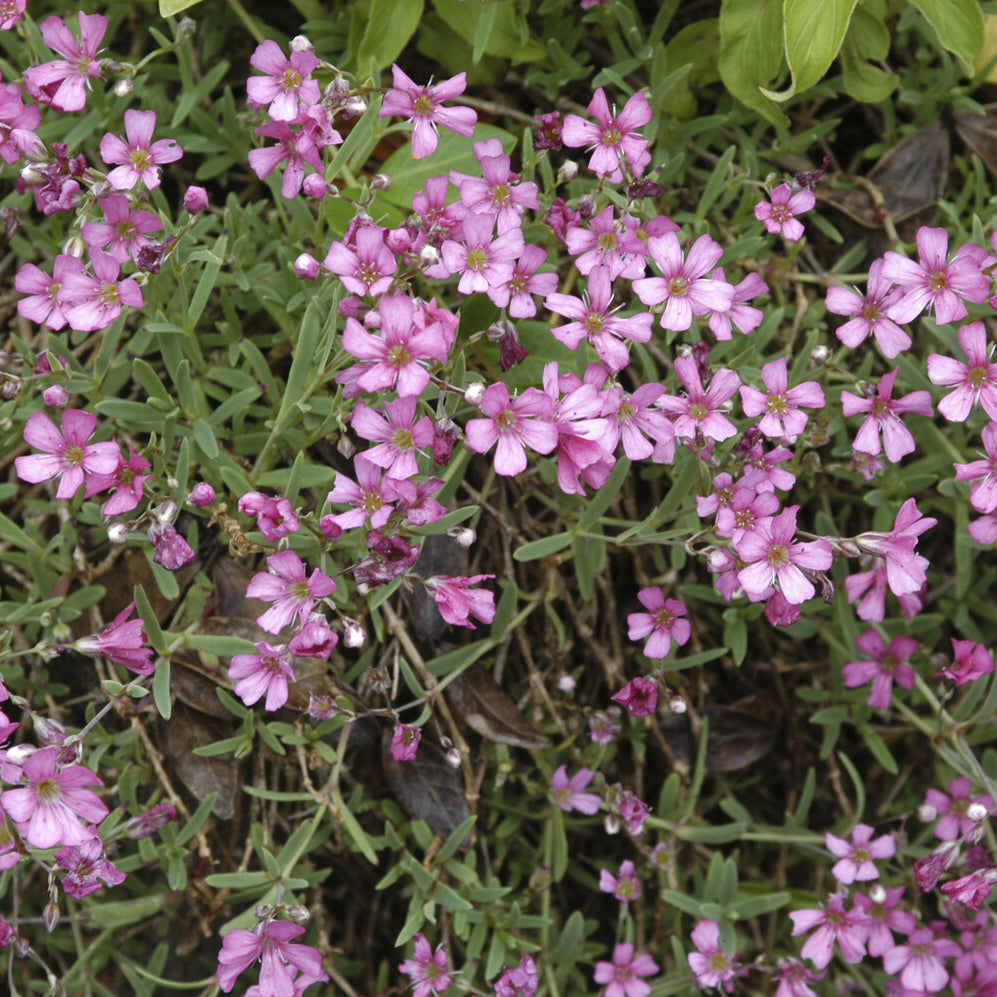 Gypsophila repens Rosea - Gypsophile rampant Rosea - Gypsophile