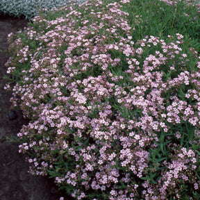 Gypsophile - Gypsophile rampant Rosea - Gypsophila repens Rosea