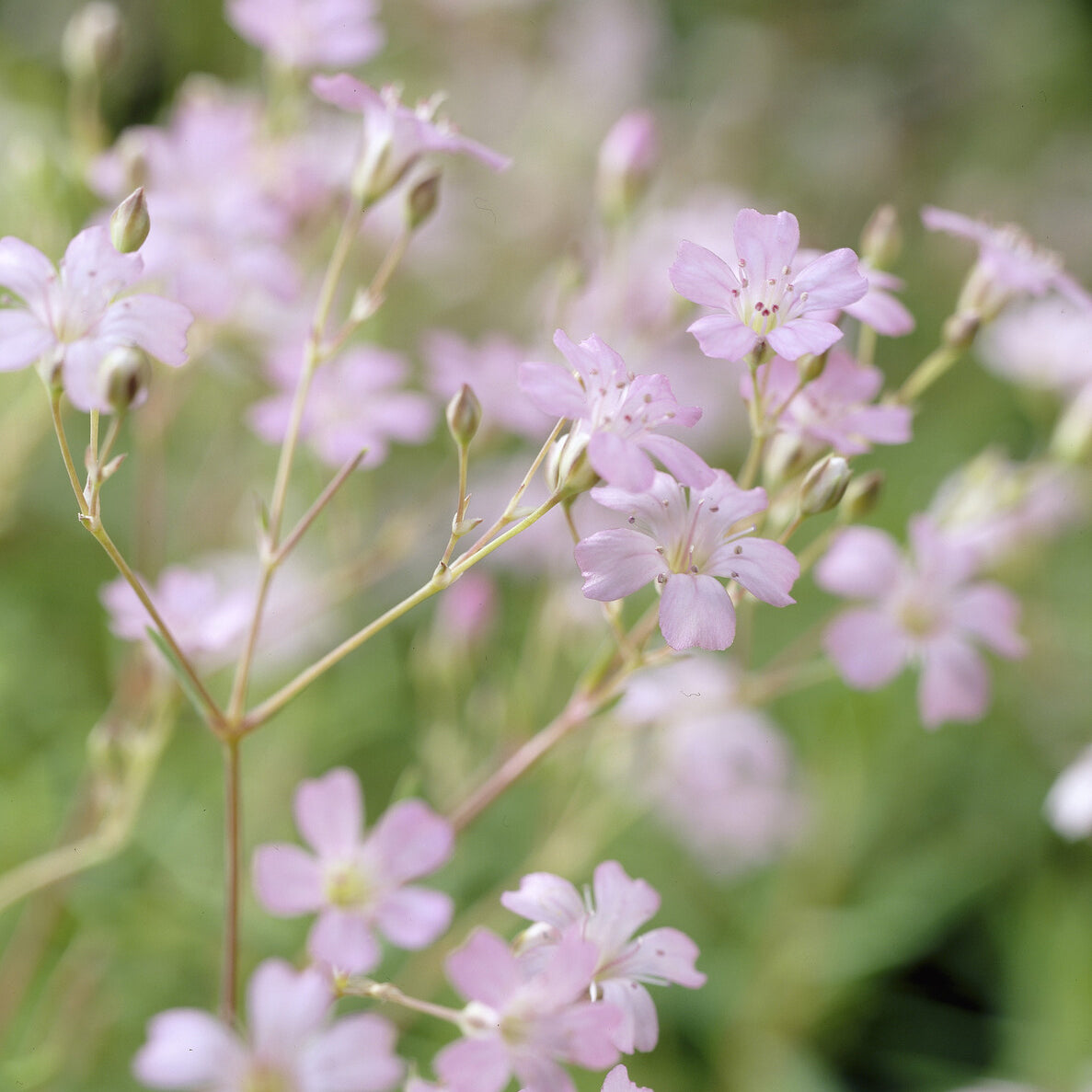 Vente Gypsophile rampant Rosea - Gypsophila repens Rosea