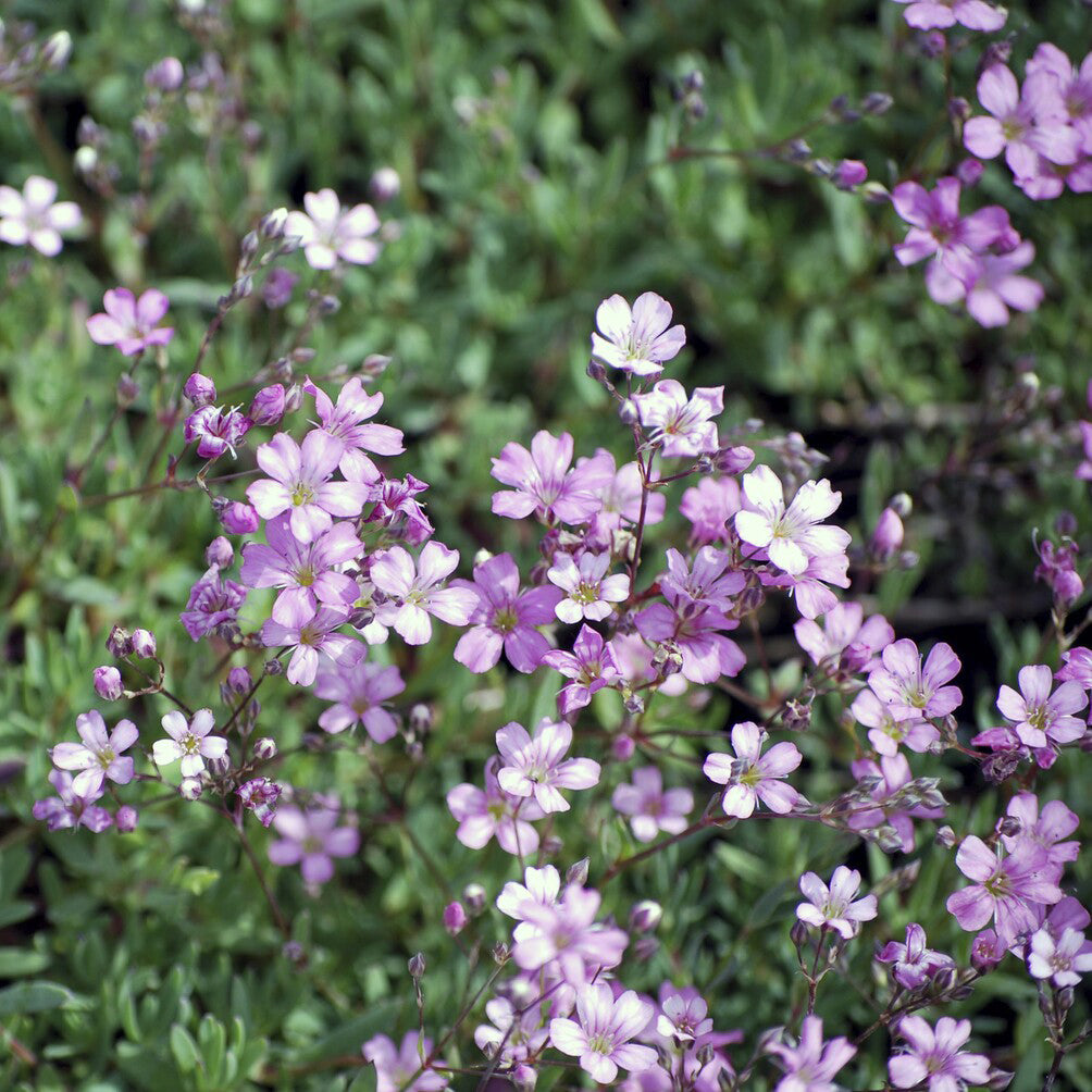 Vente Gypsophile rampant Rosea