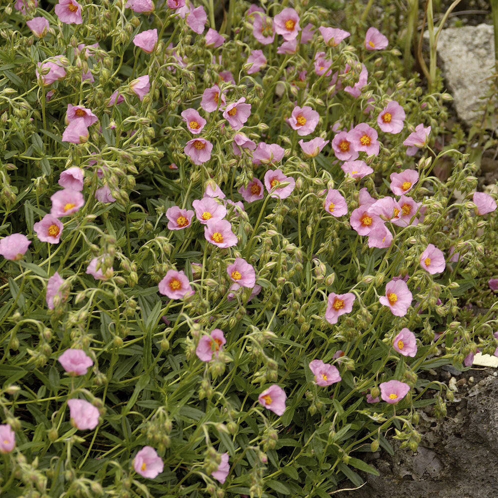 Hélianthèmes - Hélianthème Lawrenson's Pink - Helianthemum Lawrenson's Pink