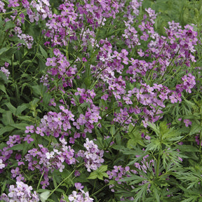 Julienne des Dames - Hesperis matronalis - Willemse