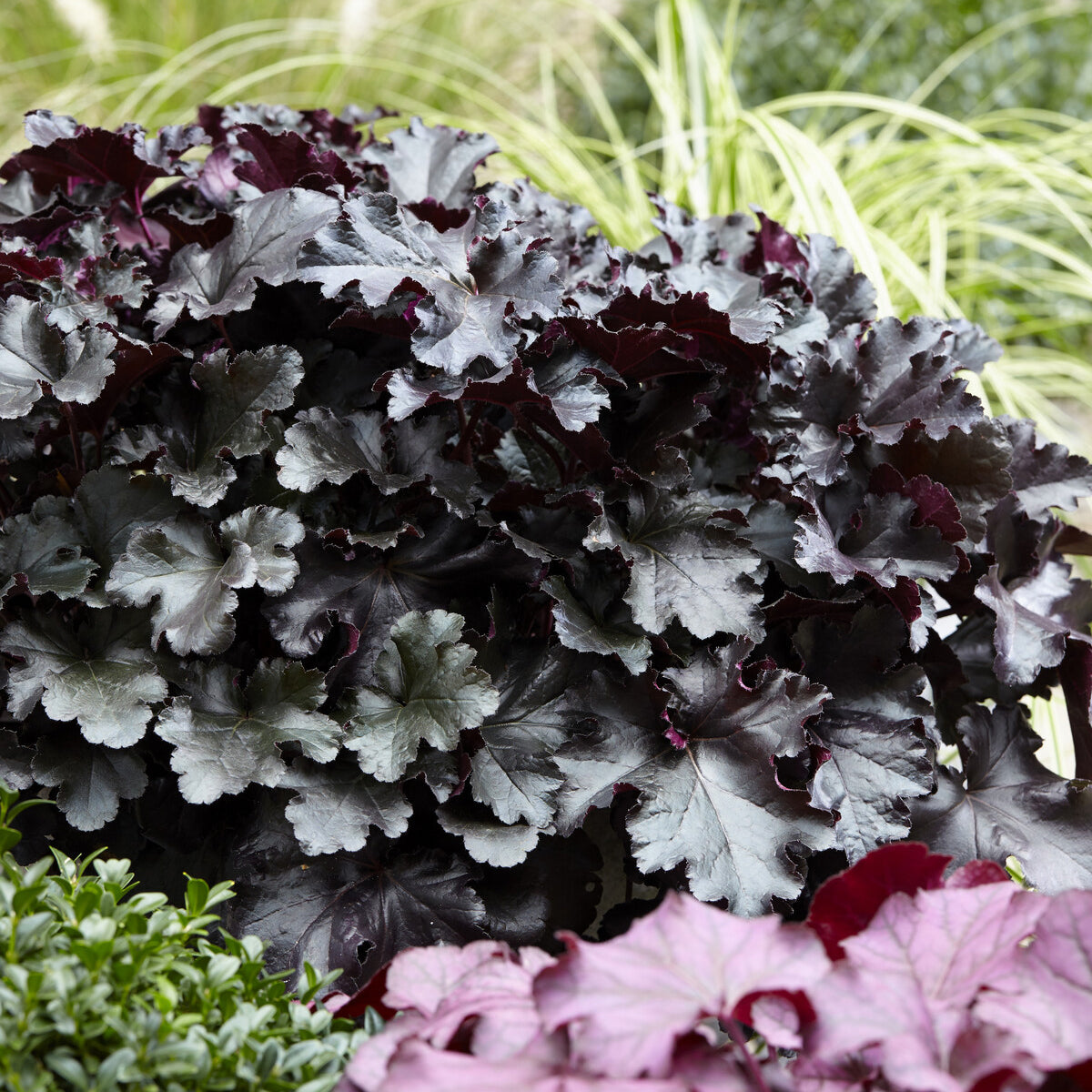Heuchère Black Pearl - Willemse