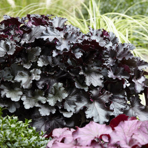 Heuchère Black Pearl - Willemse