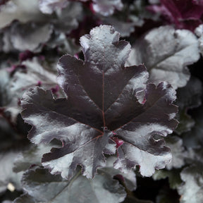Heuchera Black Pearl - Heuchère Black Pearl - Heuchères